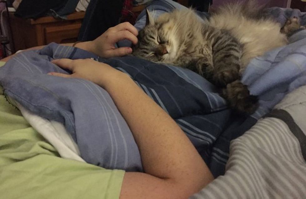 Cat Never Hugged His Mom Starts Cuddling Her Belly They Find Out She S Pregnant In These Adorable Photos Love Meow