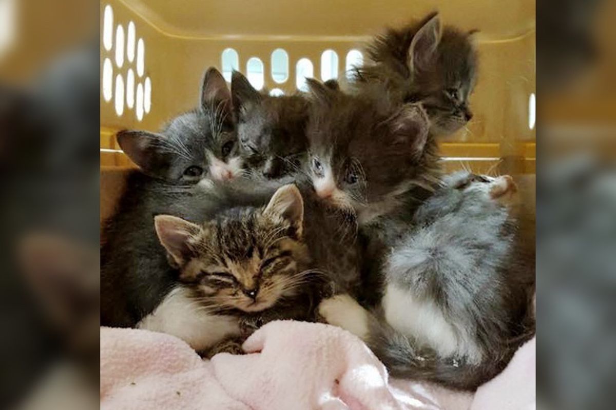 Couple Surprised to Find Box of Kittens Abandoned in Their Truck, 3 Weeks After Rescue...