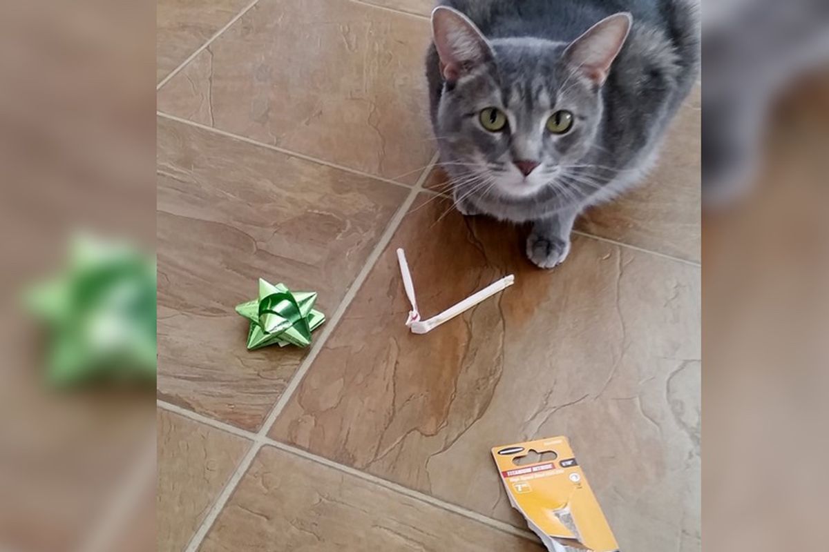 Kitty Leaves Gifts For His Humans Every Morning in the Same Place