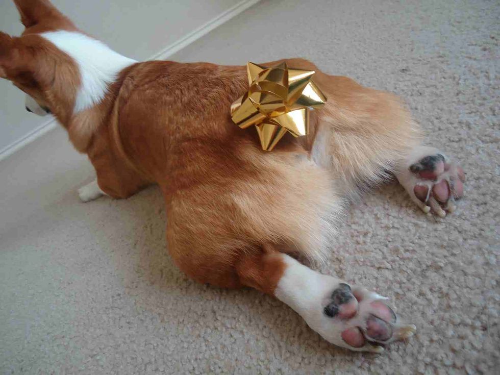 corgi butt slippers