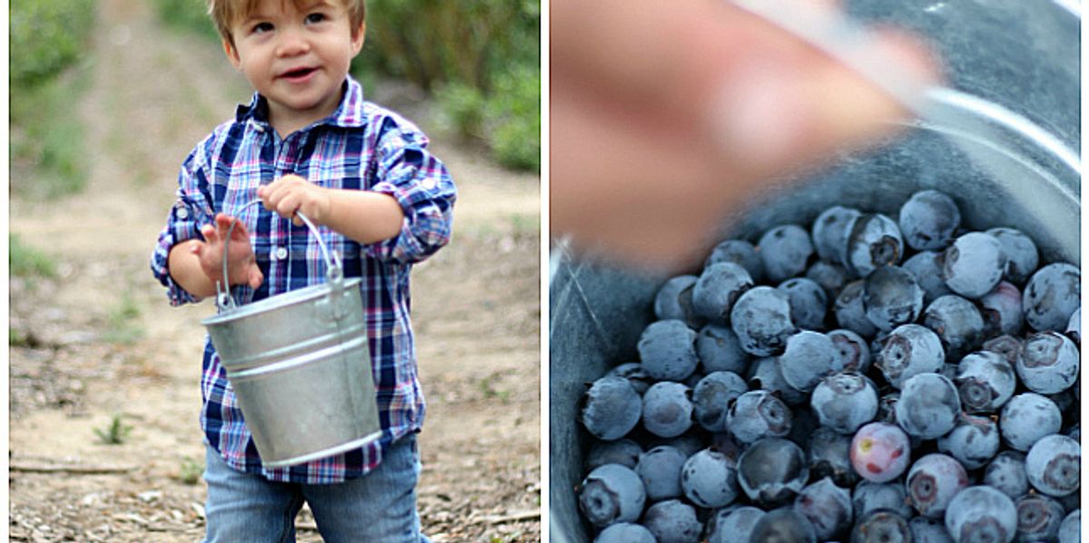 Blueberry Coconut Milk Ice Cream My Recipe Magic