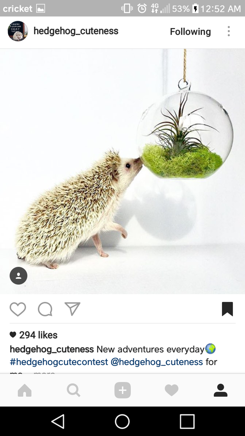 22 Adorable Hedgehogs To Follow On Instagram