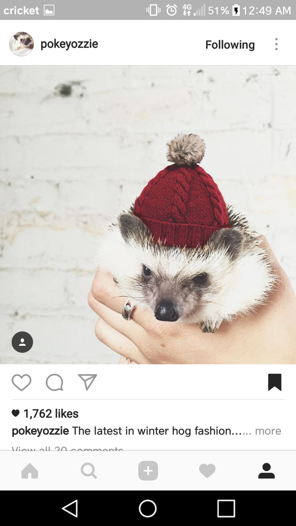 22 Adorable Hedgehogs To Follow On Instagram