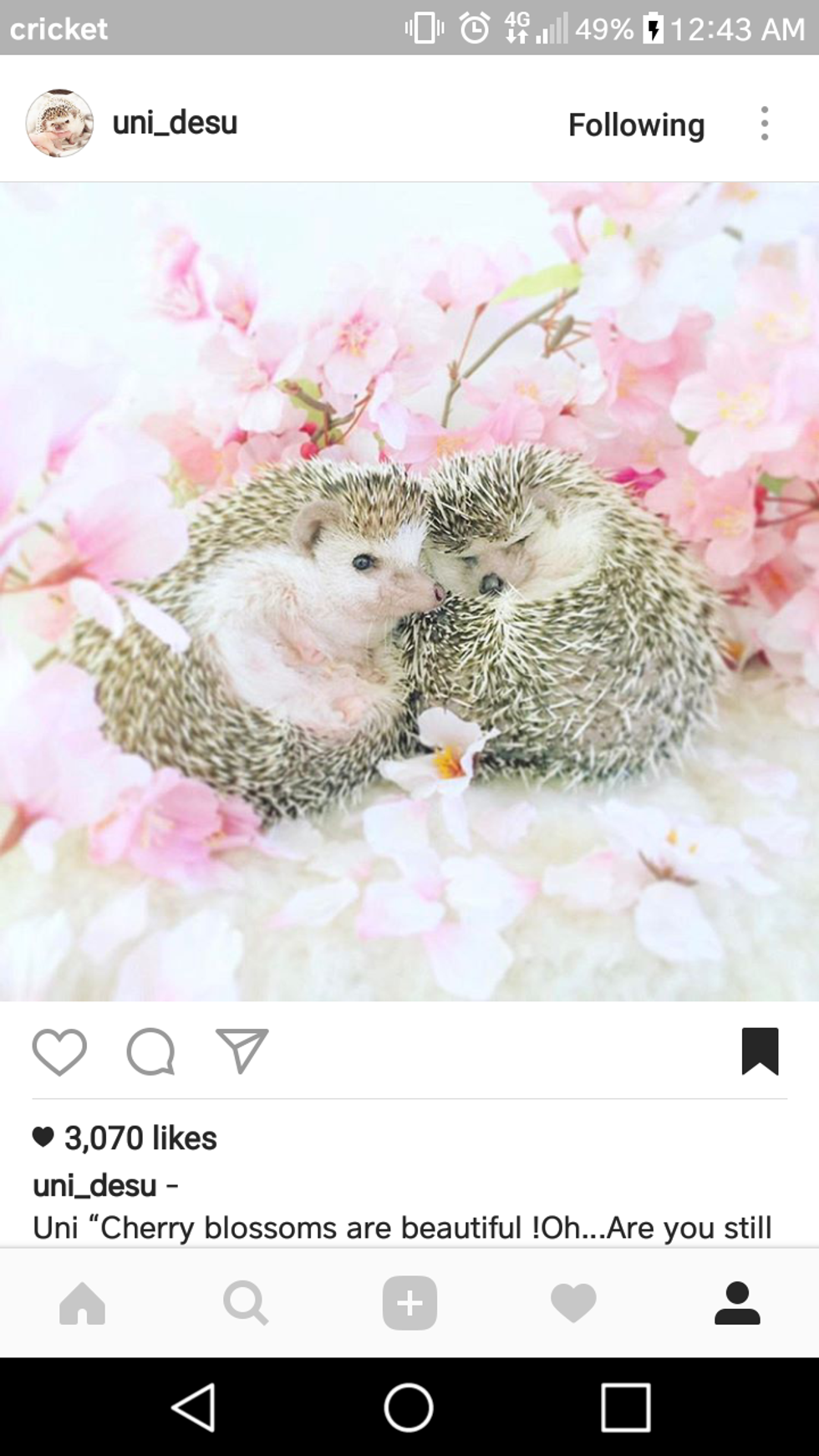 22 Adorable Hedgehogs To Follow On Instagram
