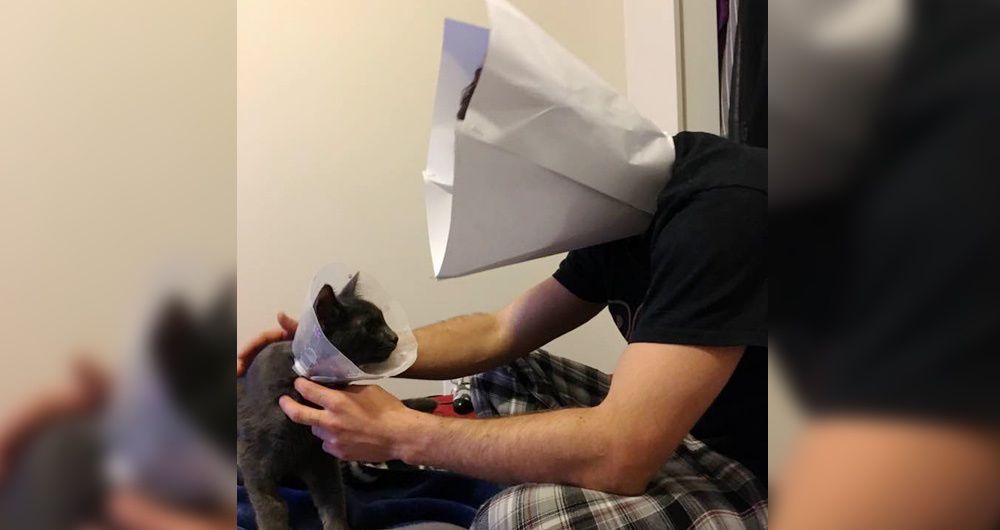 kitten cone of shame