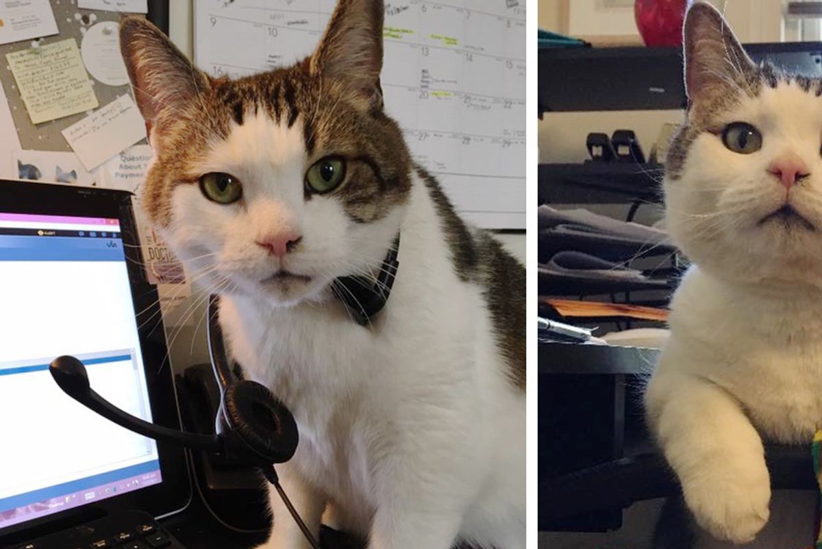 9-year-old Cat Has Important Job at Animal Hospital and Has Saved Many Lives