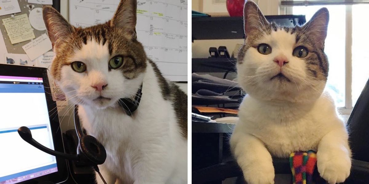 9yearold Cat Has Important Job at Animal Hospital and Has Saved Many
