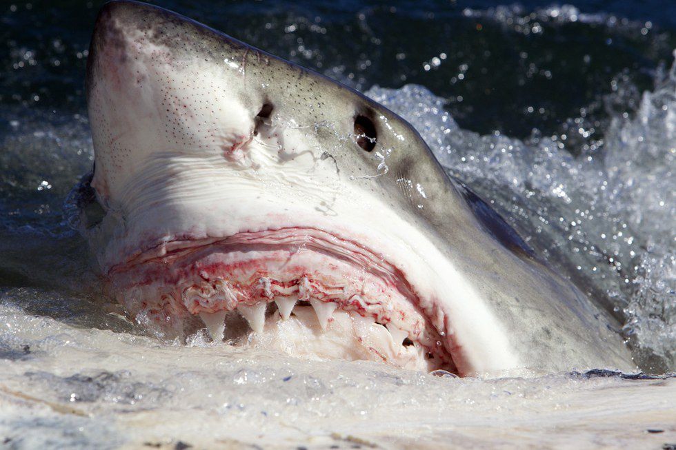 11 Sharks Found iIn The Atlantic Ocean