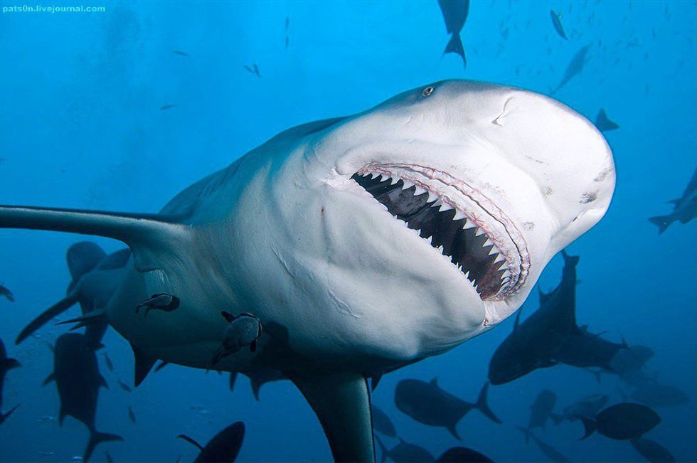 11 Sharks Found iIn The Atlantic Ocean