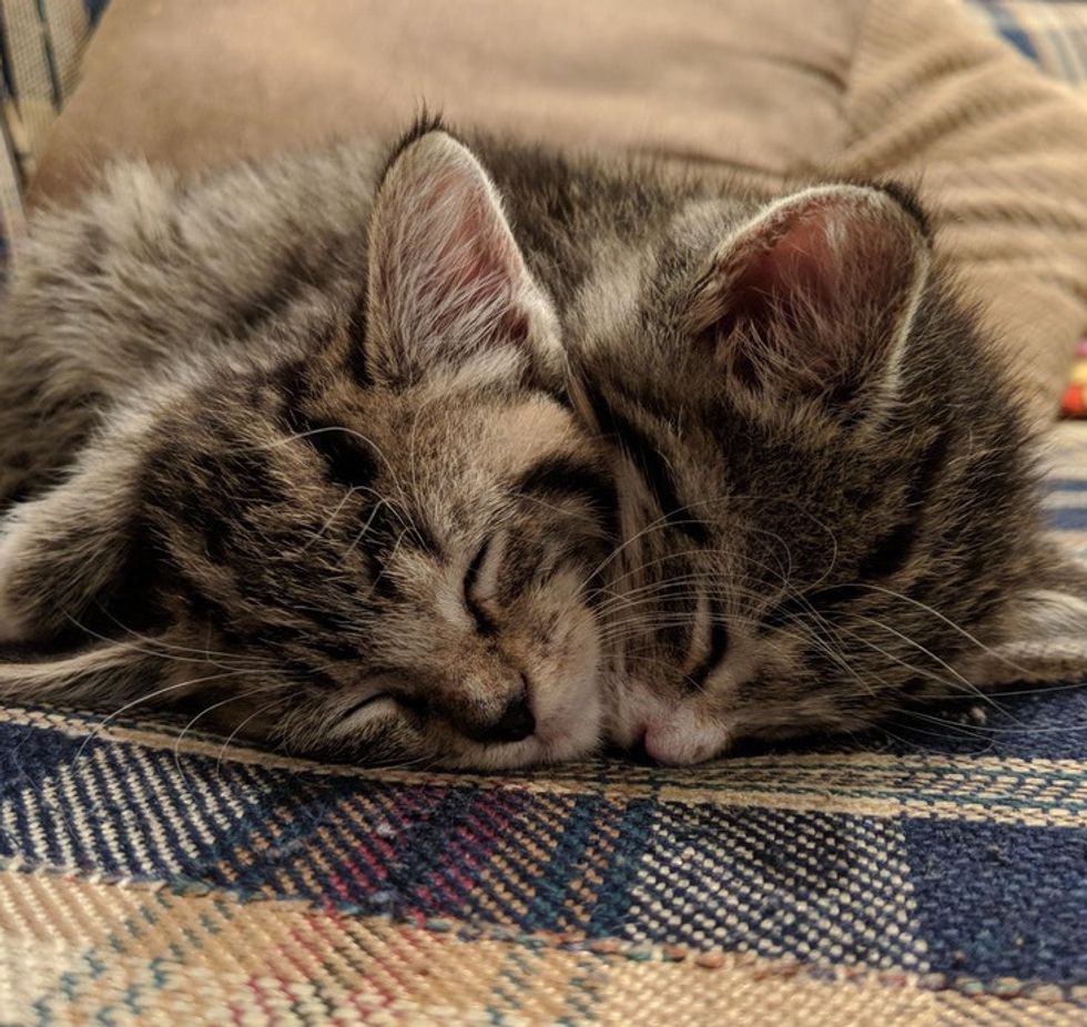 Kitten Brothers Found Huddled Up in Shed - Their Cuddles Keep Them ...