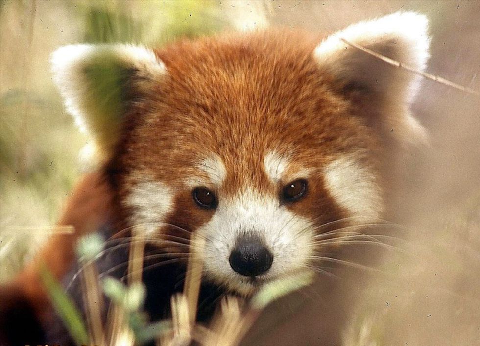 Red Pandas Are Cute, Fluffy, And In Danger