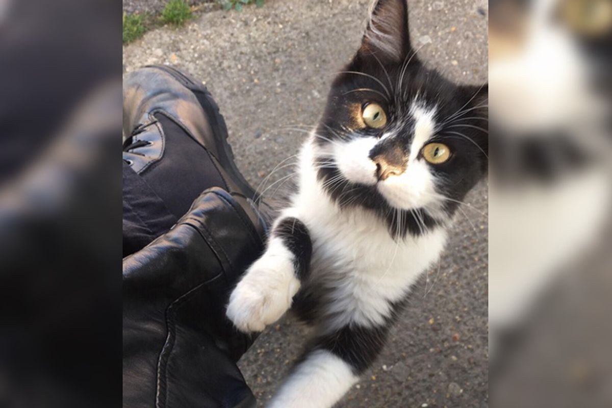 Kitty Who Lives By a Bus Stop, Insists on Greeting Everyone Waiting for Buses...