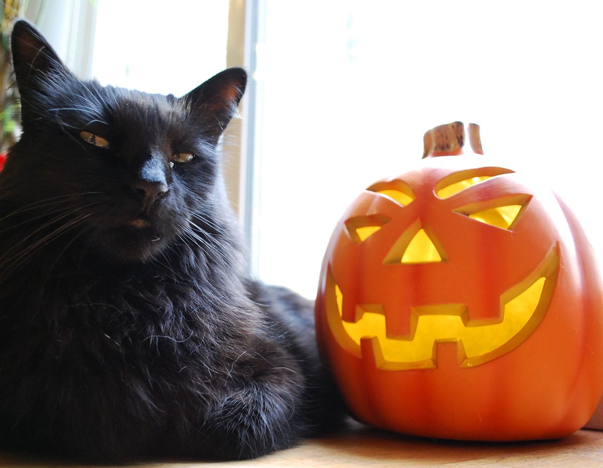 plush halloween black cats