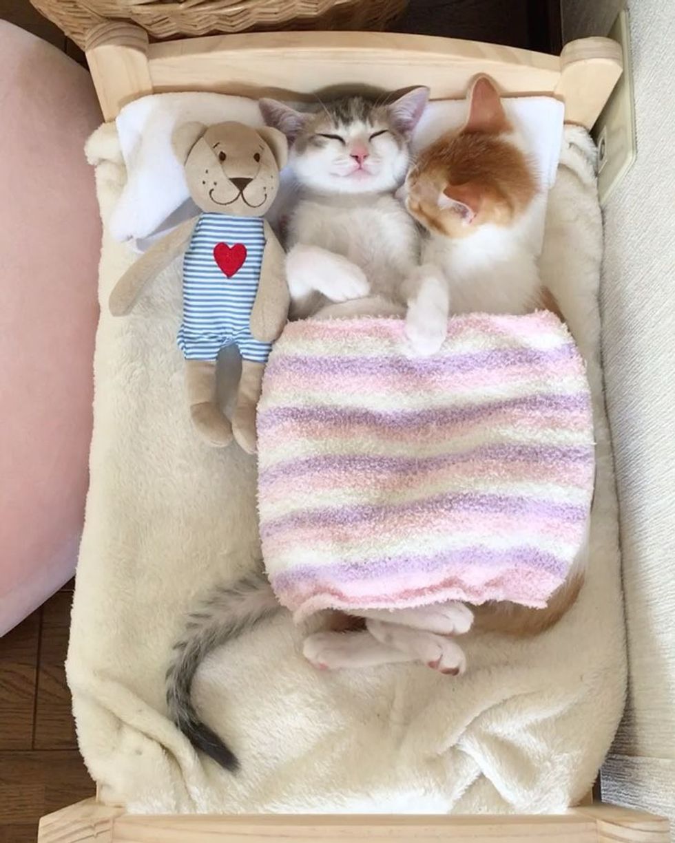 Family Saves 2 Kittens And Gives Them Ikea Bed They Grow Up Napping In It In These Adorable Photos Love Meow