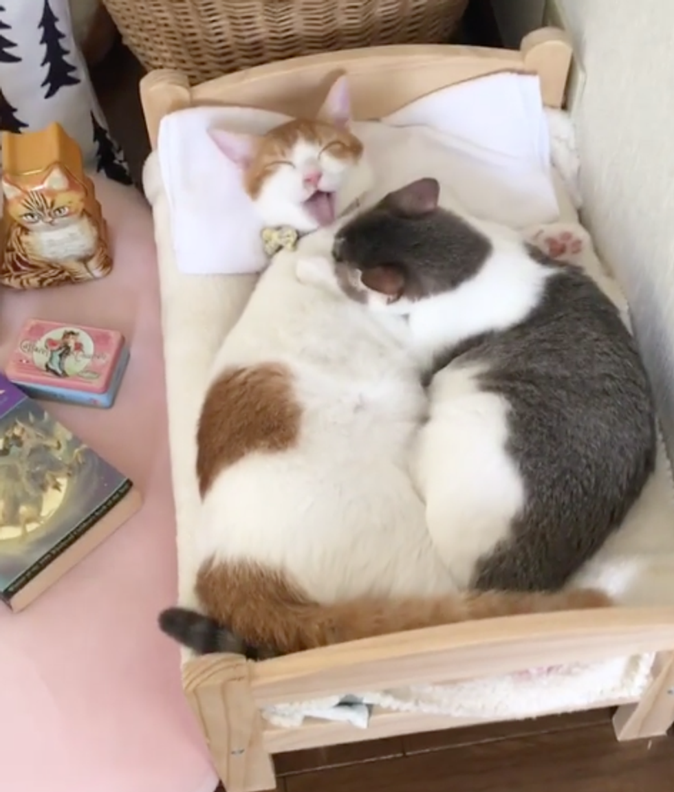 Два кота спят в кровати