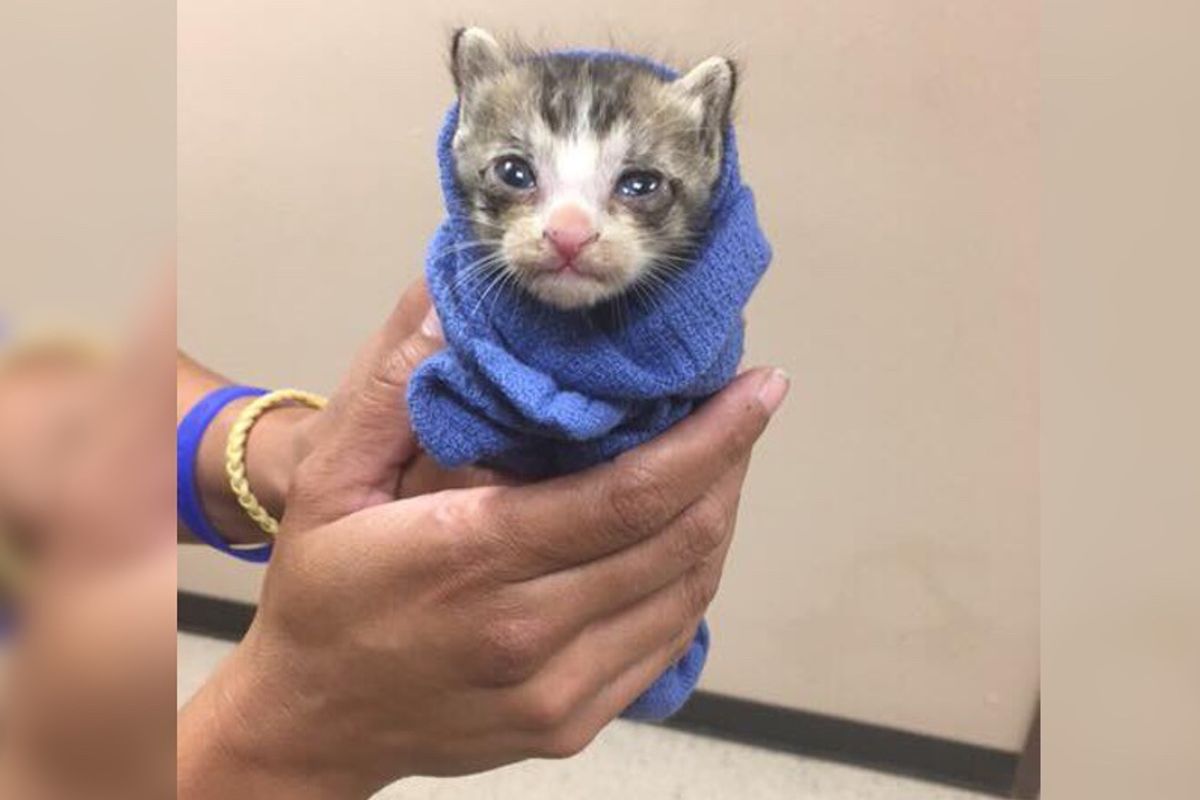 Orphaned Kitten Saved Minutes Before Death Row Fights to Live, Now 2 Days After Rescue...