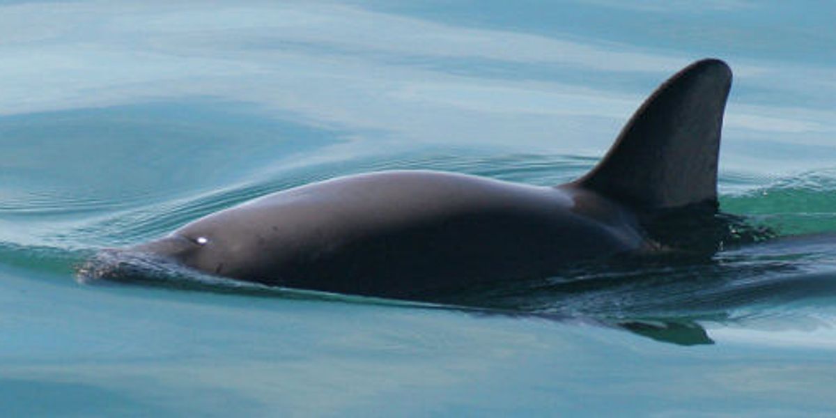 10-30: Roundup reaction; Vanishing vaquitas