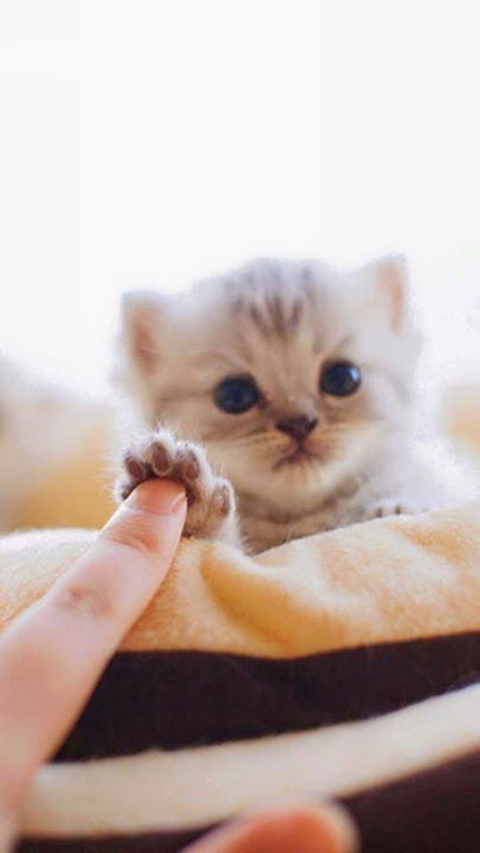 Getting Kittens 11 Reasons To Get A Kitten
