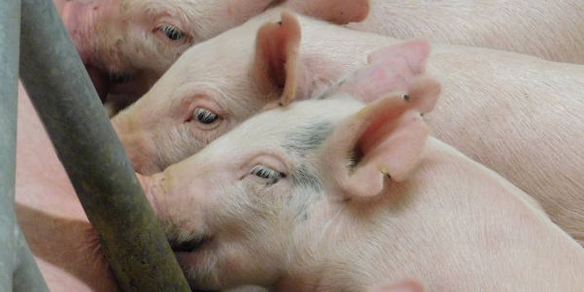Peak Pig: Read our full series on the fight for the soul of rural America