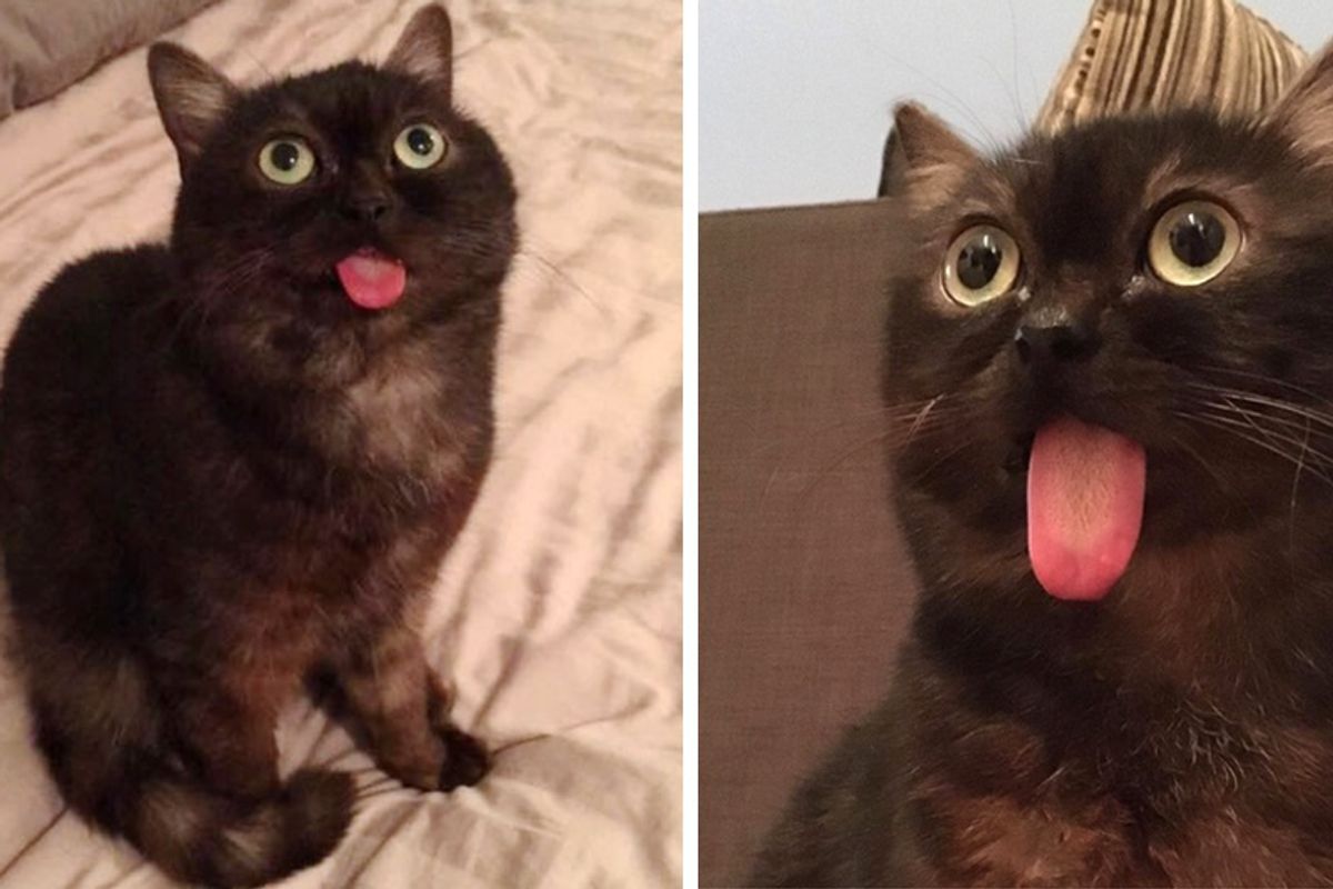Special Cat Whose Tongue Always Sticks Out, Finds Love and Can't Stop Smiling...