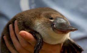 a real platypus