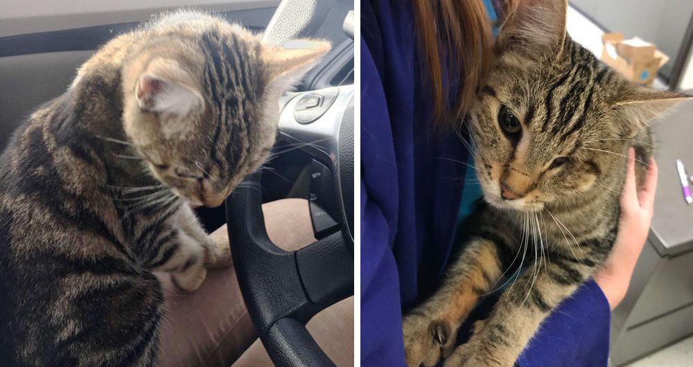 Cat Jumps Into Woman's Car and Her Lap Turns Out She Is Looking for
