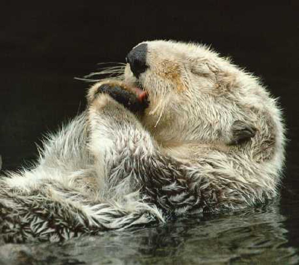 5 Amazing Facts About Sea Otters