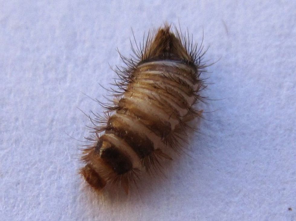 The Carpet Beetle Is Not The Bed Bug You Think It Is