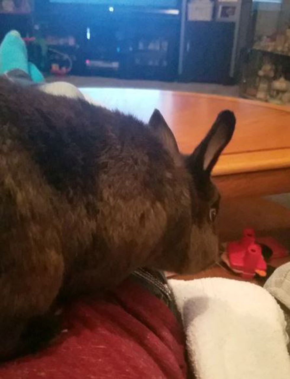 Why Am I So Obsessed With Rabbits?