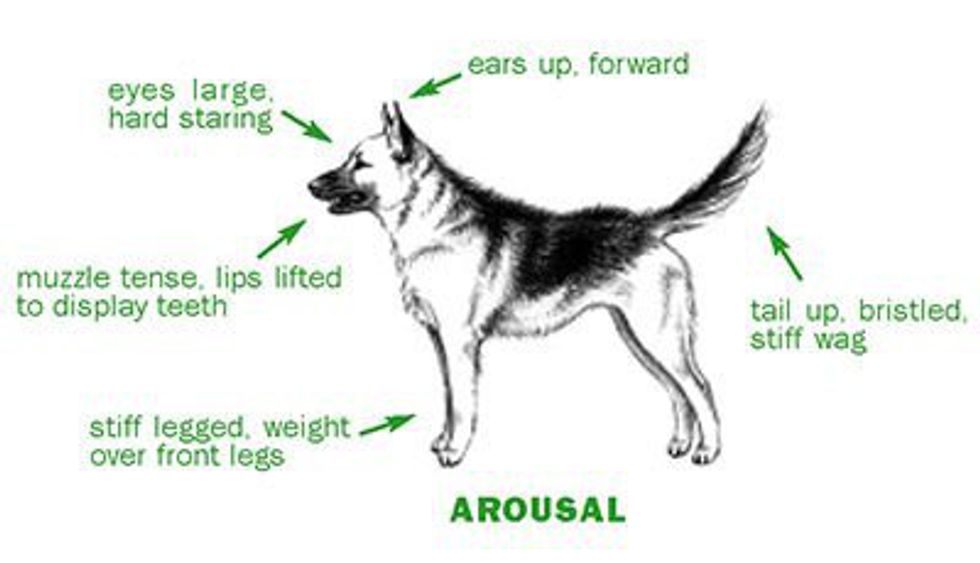 Canine Behaviors How To Read Them And Communicate Effectively