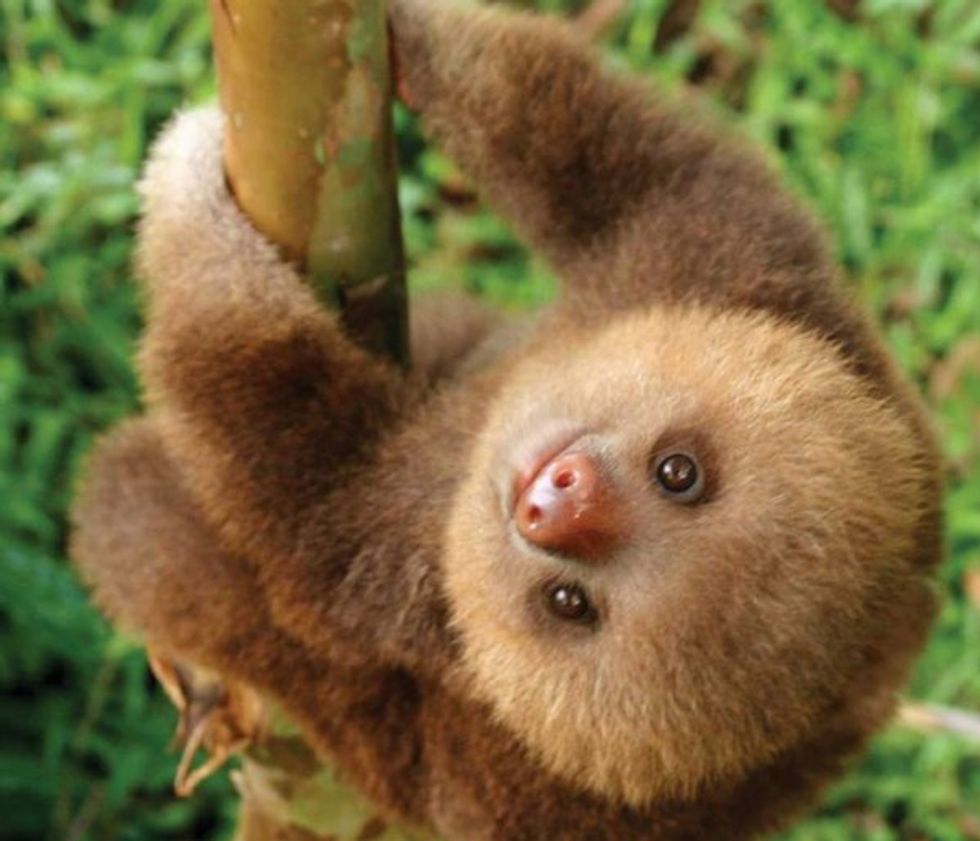 I Just Want a Pet Sloth...Is That Too Much To Ask?