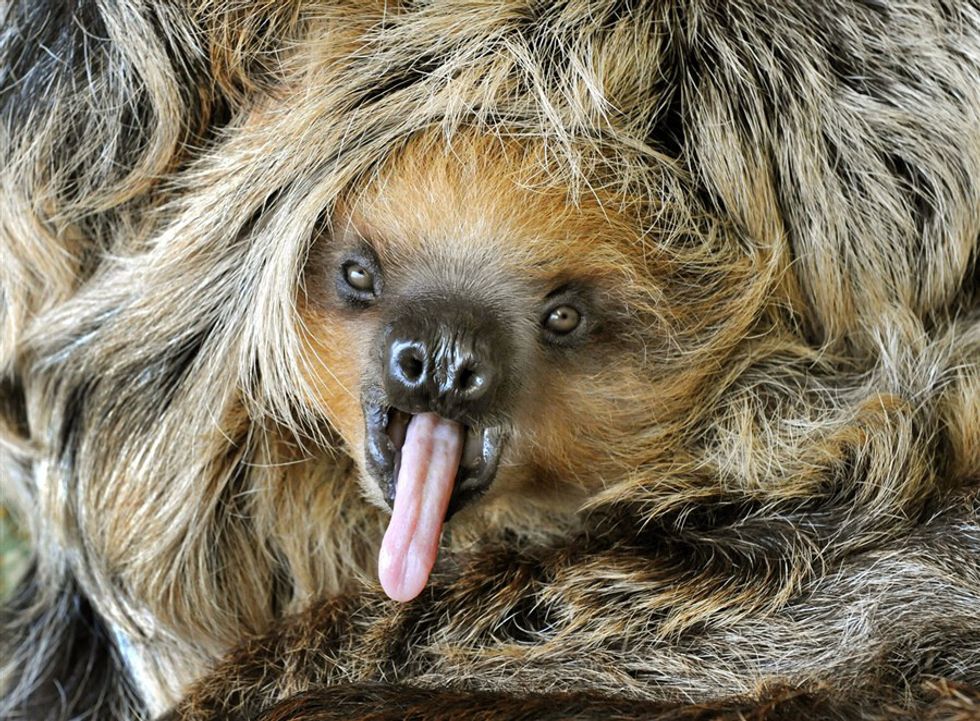 I Just Want a Pet Sloth...Is That Too Much To Ask?