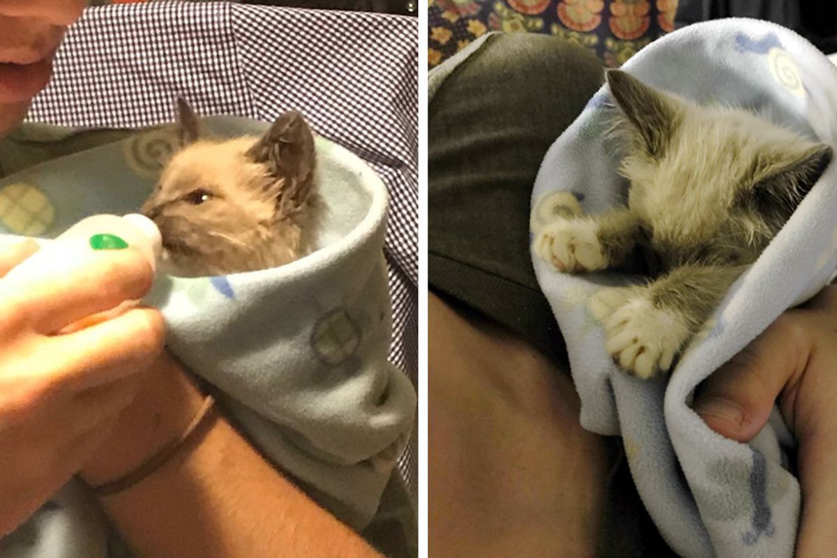 Family Saves Kitten Found in a Ditch and Raises Her into a Cuddlebug