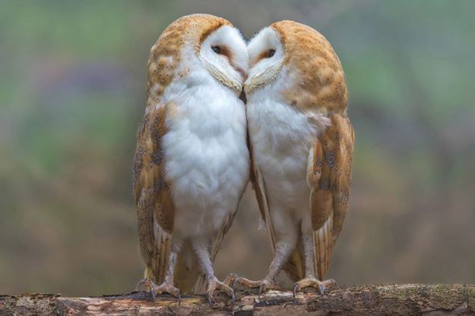 Love Is In The Air For Animals