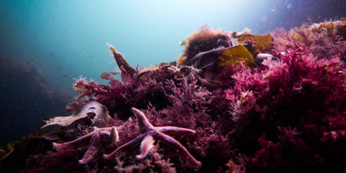 11-1: Tasty plastic; Unprecedented EPA changes