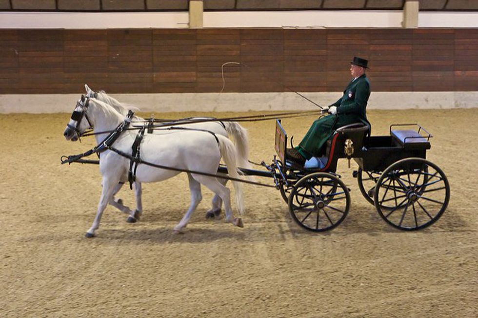 12 Equestrian Sports That Should Be In The Olympics