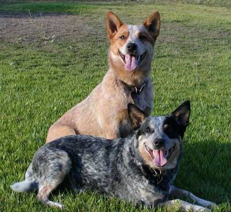 blue heeler backpack