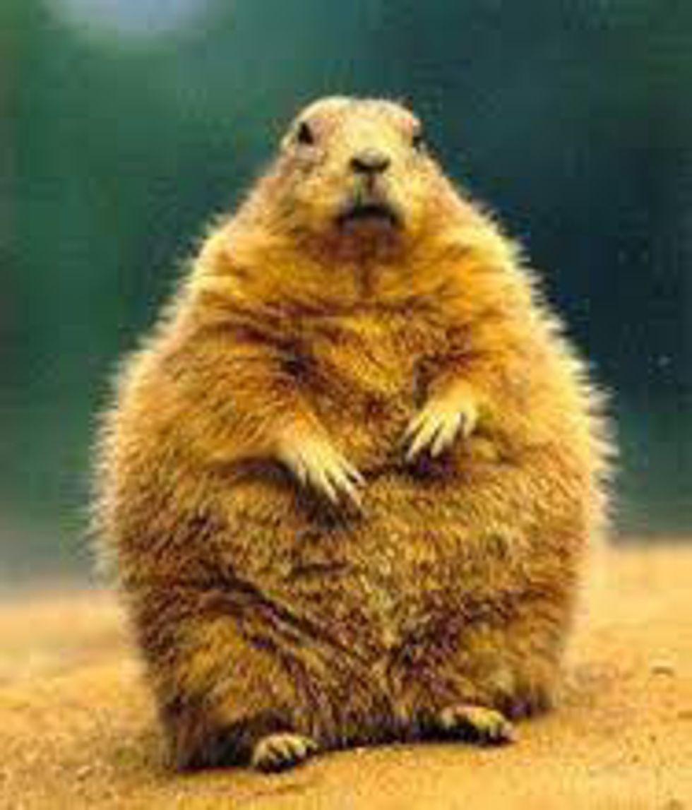 11 Super Fat Animals To Motivate You kidney-disease-in-dogs-part-2-question-low-protein-dog-food-dogs-first
