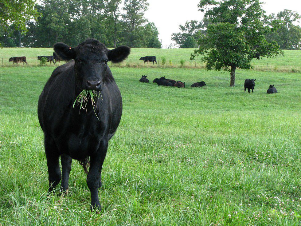 7 Reason Why Cows Are the Best Pets