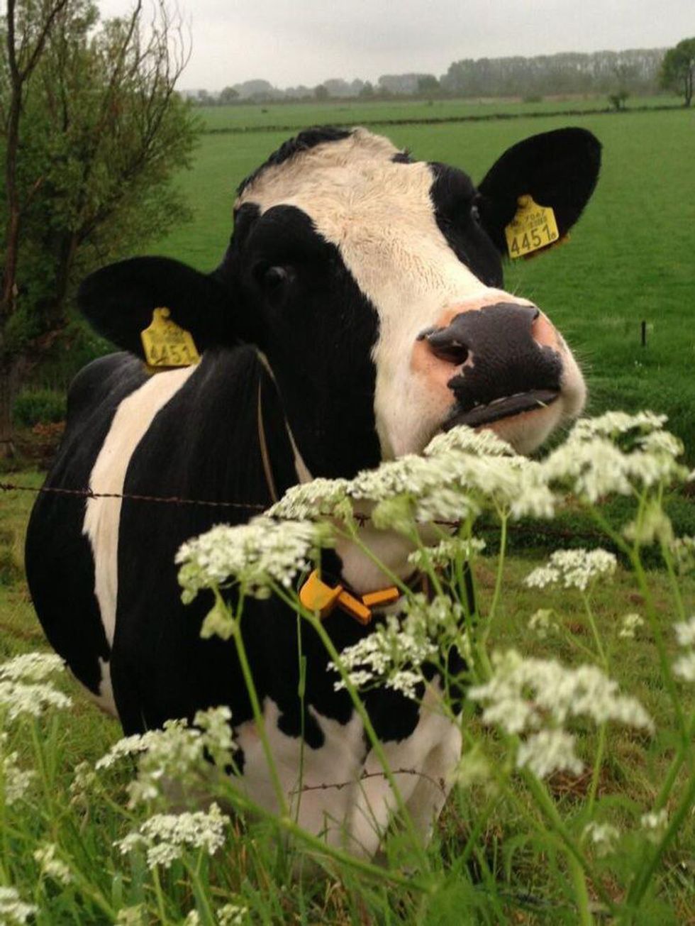 7 Reason Why Cows Are the Best Pets