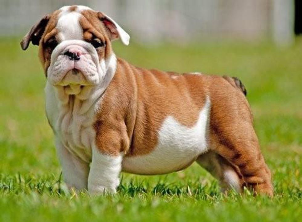 7 Things You Need To Know Before Getting An English Bulldog