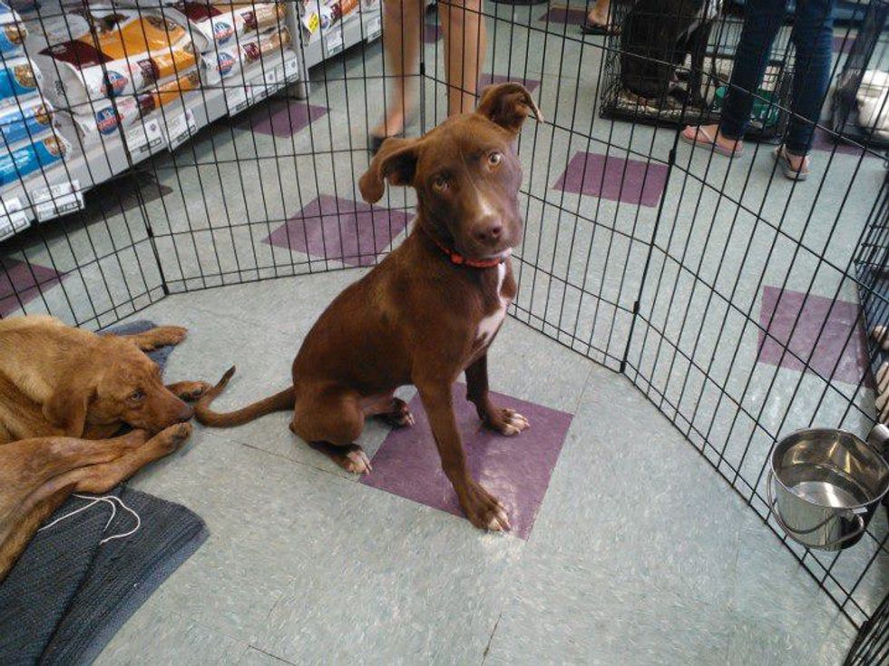 A Few Things My Dogs Have Taught Me