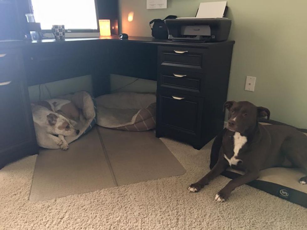 A Few Things My Dogs Have Taught Me