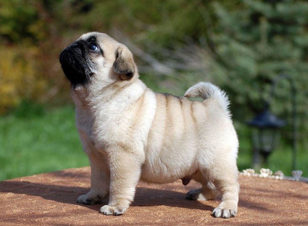 6-reasons-why-pugs-are-the-best-dog-breed