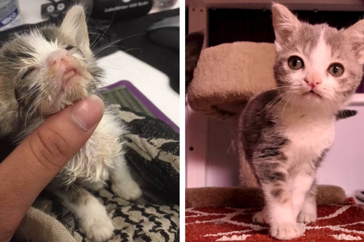 Rescuers Bring Kitten Back From the Brink and Notice Something Very Special About Him...
