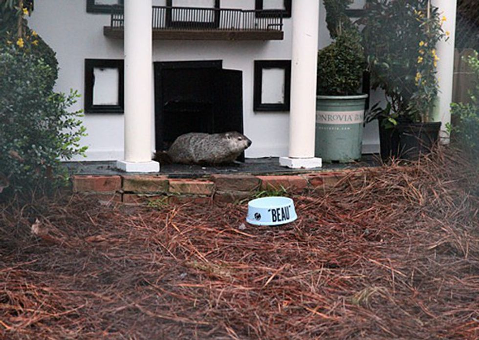 8 Famous Groundhogs