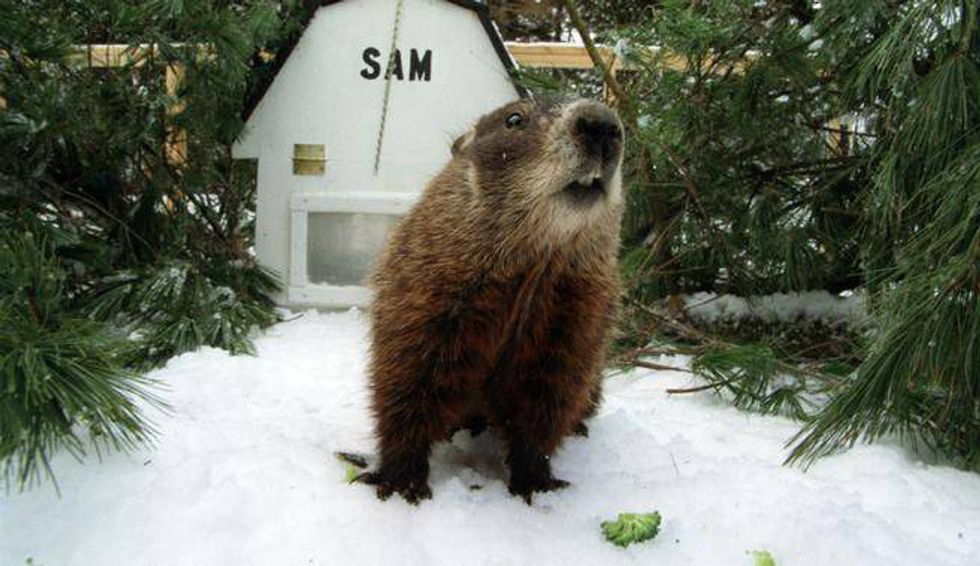 8 Famous Groundhogs