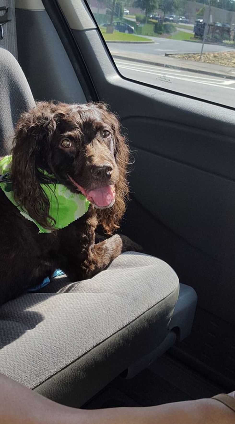 10 Reasons Why Adopting A Dog In College Was The Best Decision I Ever Made