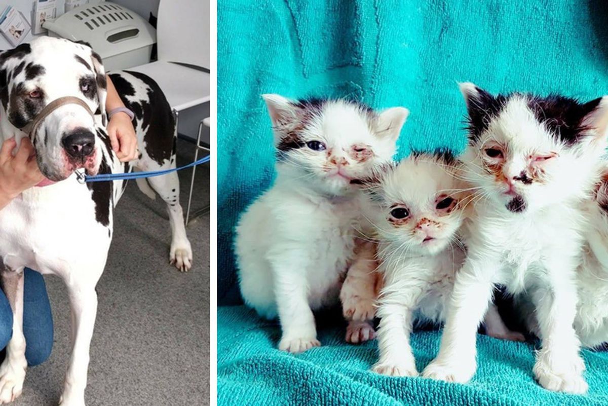 Kittens Regain Eye Sight After Getting Help From A  Big Doggy Donor and Rescuers...
