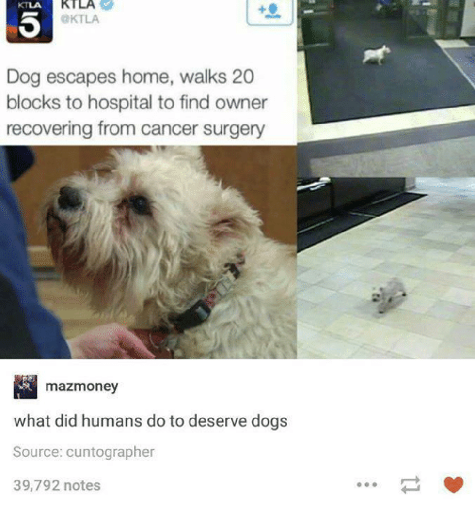 14 Reasons Dogs Should live Forever